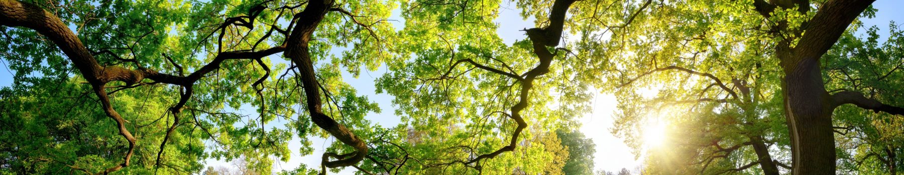Le développement durable
