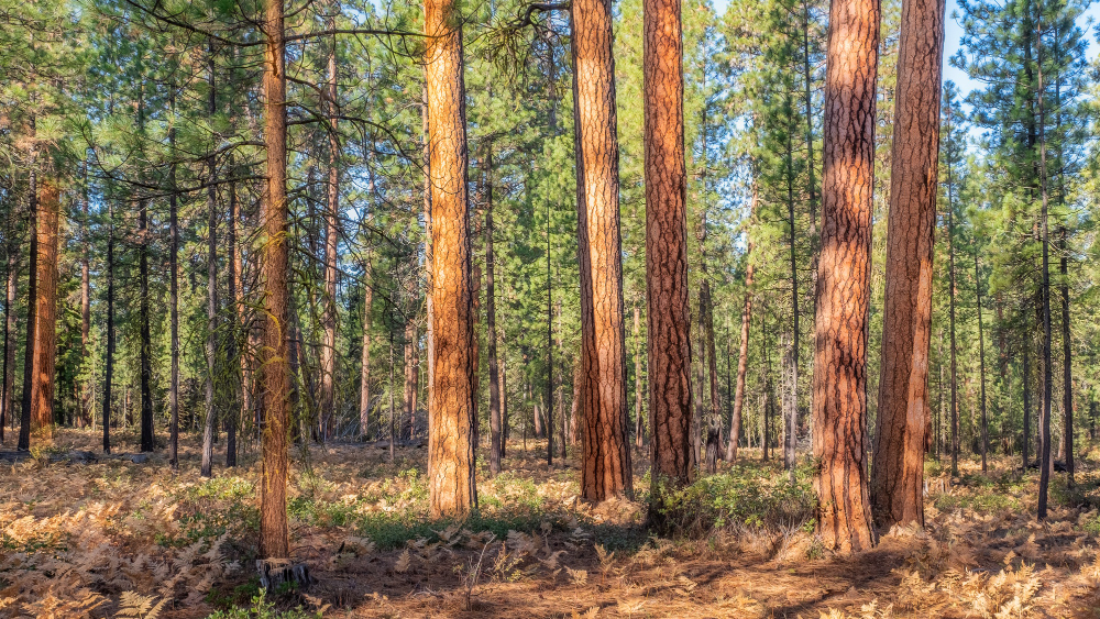 stratégie_de_défense_des_forêts_contre_les_incendies